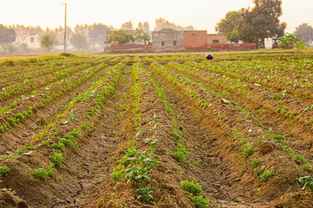 Cultivated farmland at golden hour